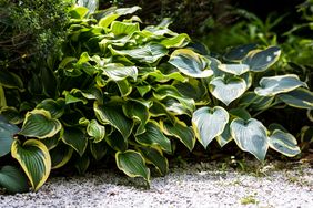 A group of hosta plants with large leaves in a garden setting