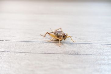 A cricket on a flat surface with visible legs and antennae