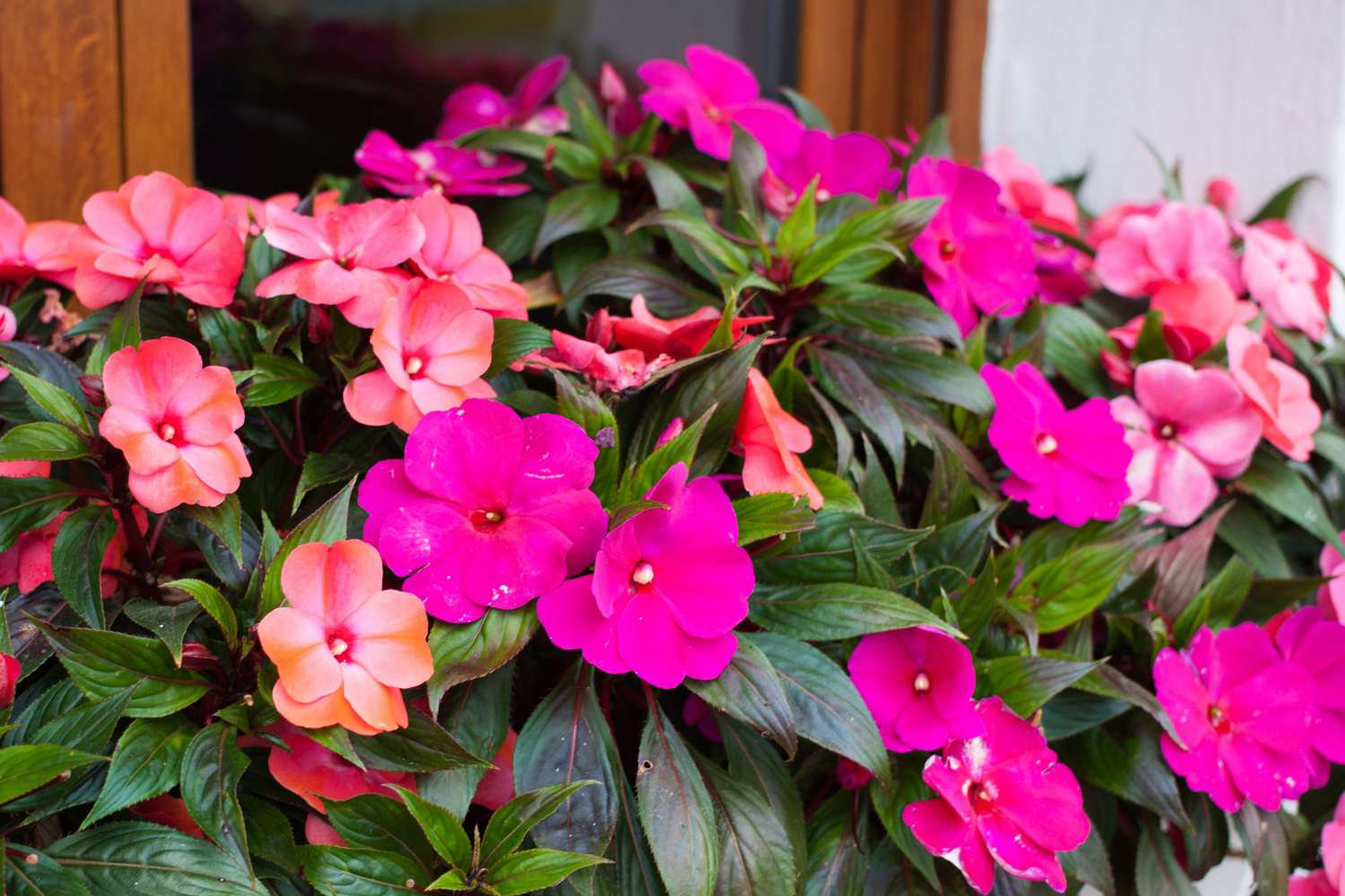 Bright pink impatiens hawkeri, the New Guinea impatiens, in bloom