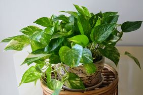 A potted plant with abundant green leaves placed on a wooden stand indoors