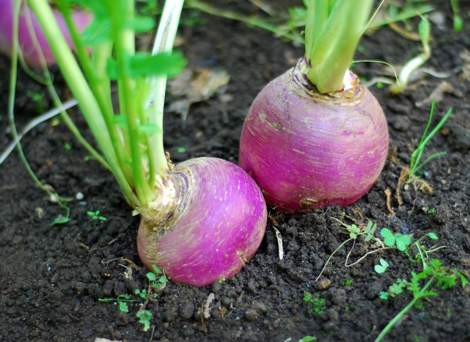 Purple turnips growing in a vegetable garden.