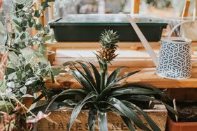 A small pineapple plant in a wooden planter surrounded by gardening equipment and green foliage