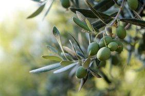 Cluster of green olives on a tree branch