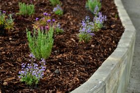 A garden bed with small flowering plants surrounded by mulch