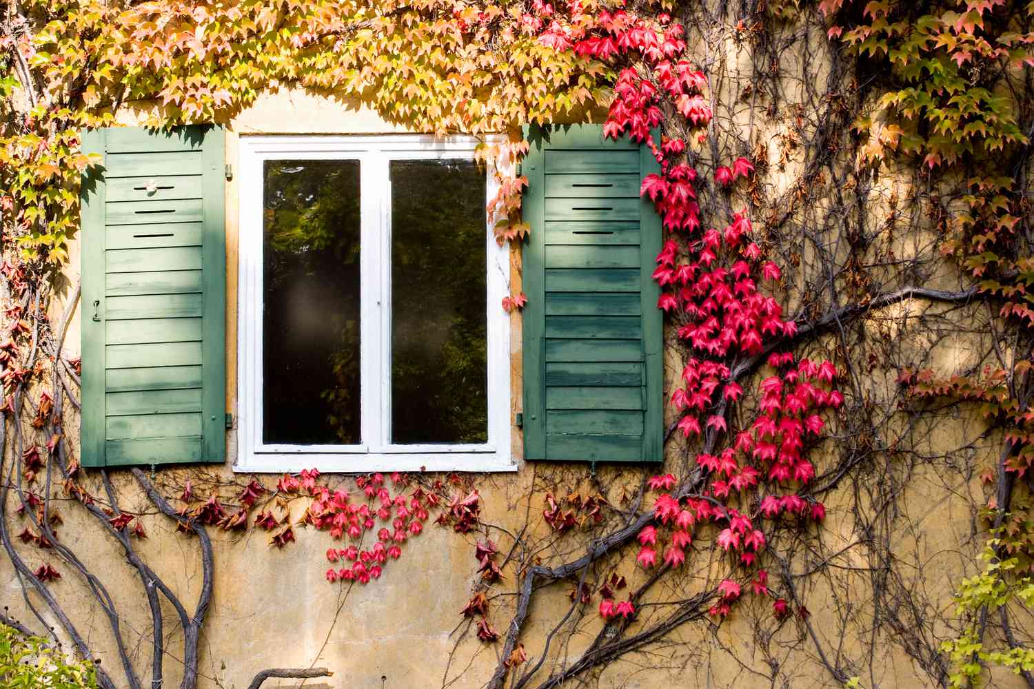 red virginia creeper growing alongside home