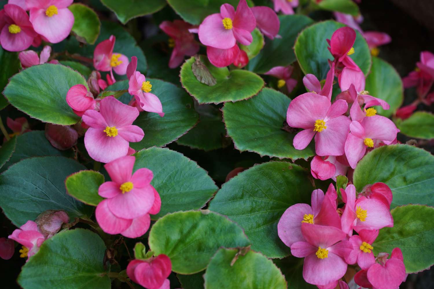 Pink begonia flowers in a garden
