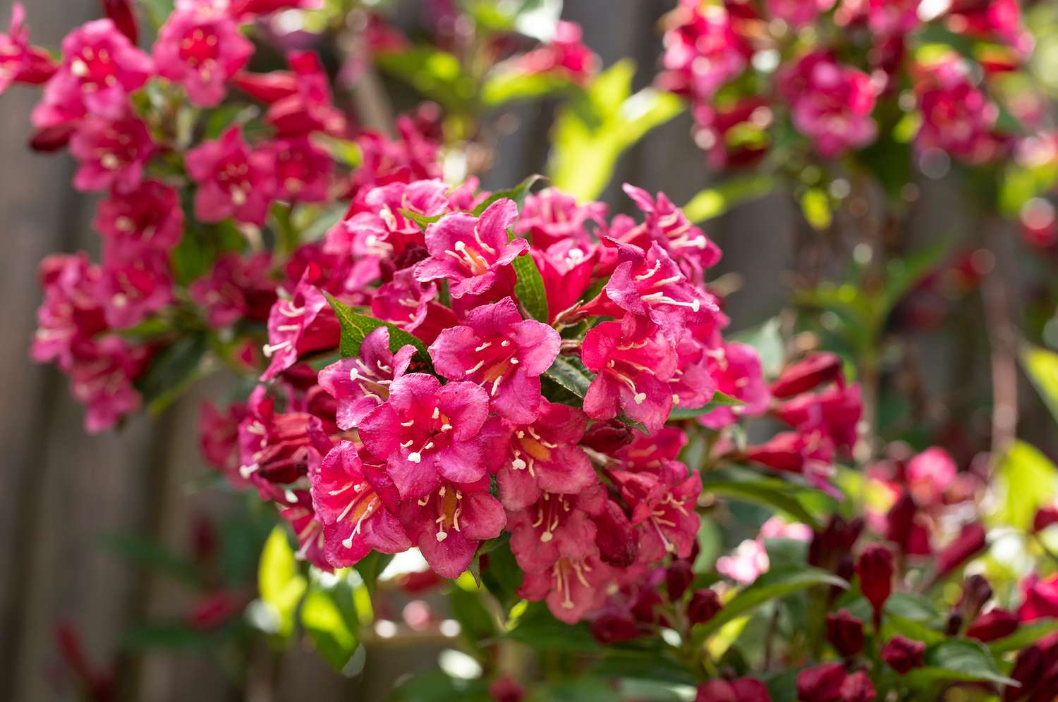 Weigela