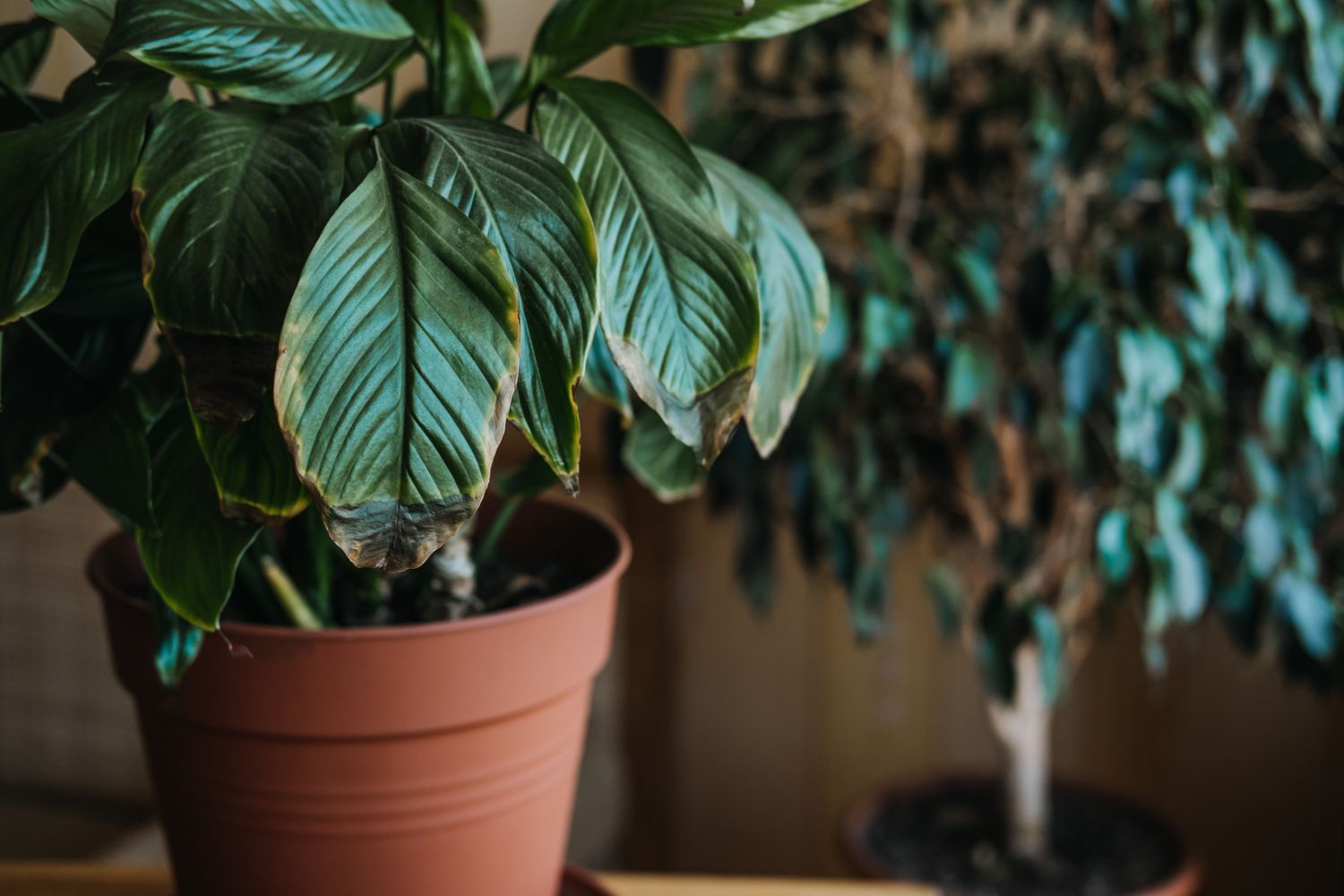 A potted plant with large leaves placed indoors with another plant in the blurred background