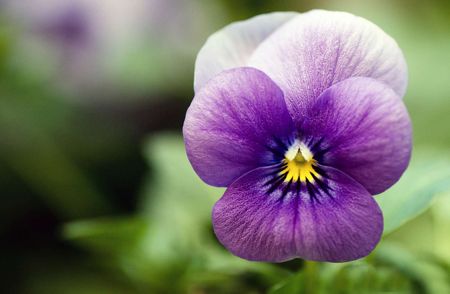 Close up of purple pansy.