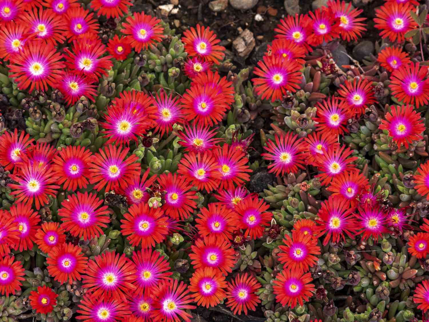 Ice Plant