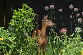 deer in backyard garden