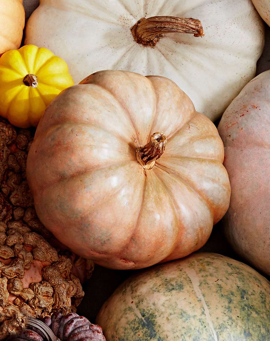 long island cheese pumpkin variety