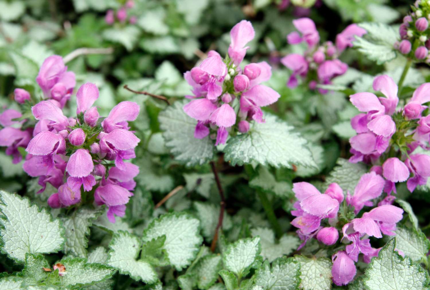 Lamium flowers with distinctive leaves