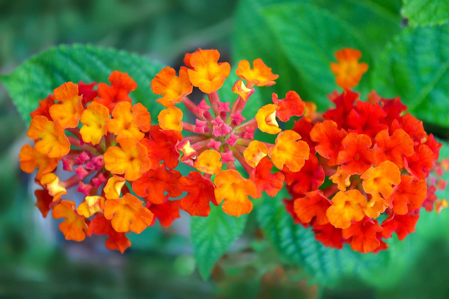 annual lantana flowers
