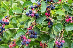 Shadblow Serviceberry