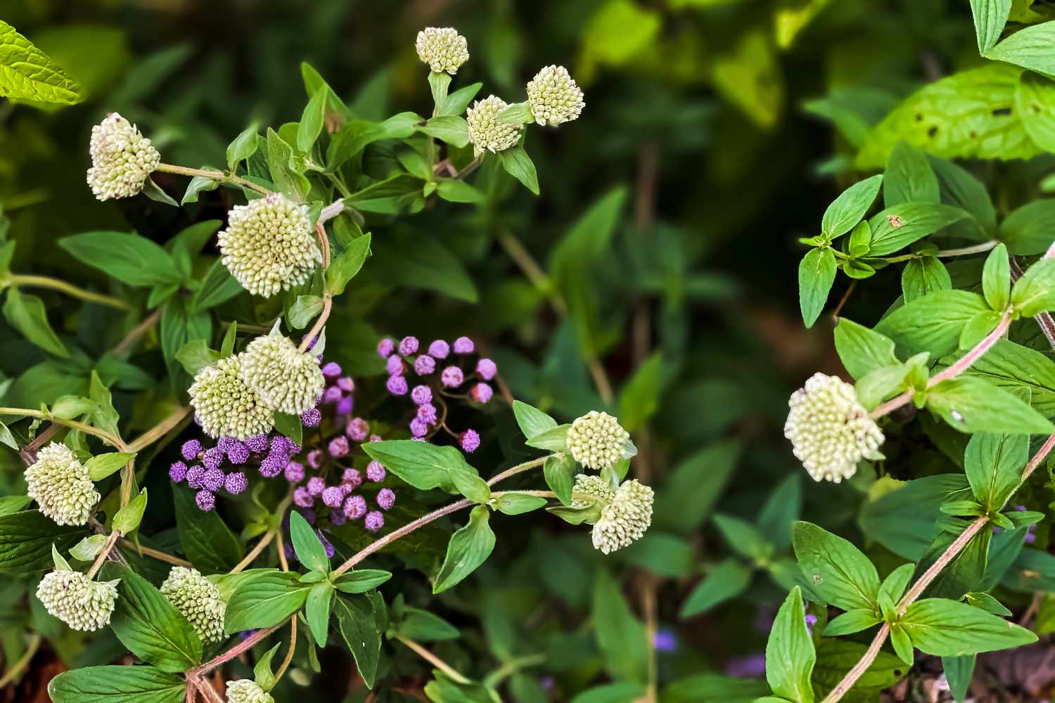 mountain mint