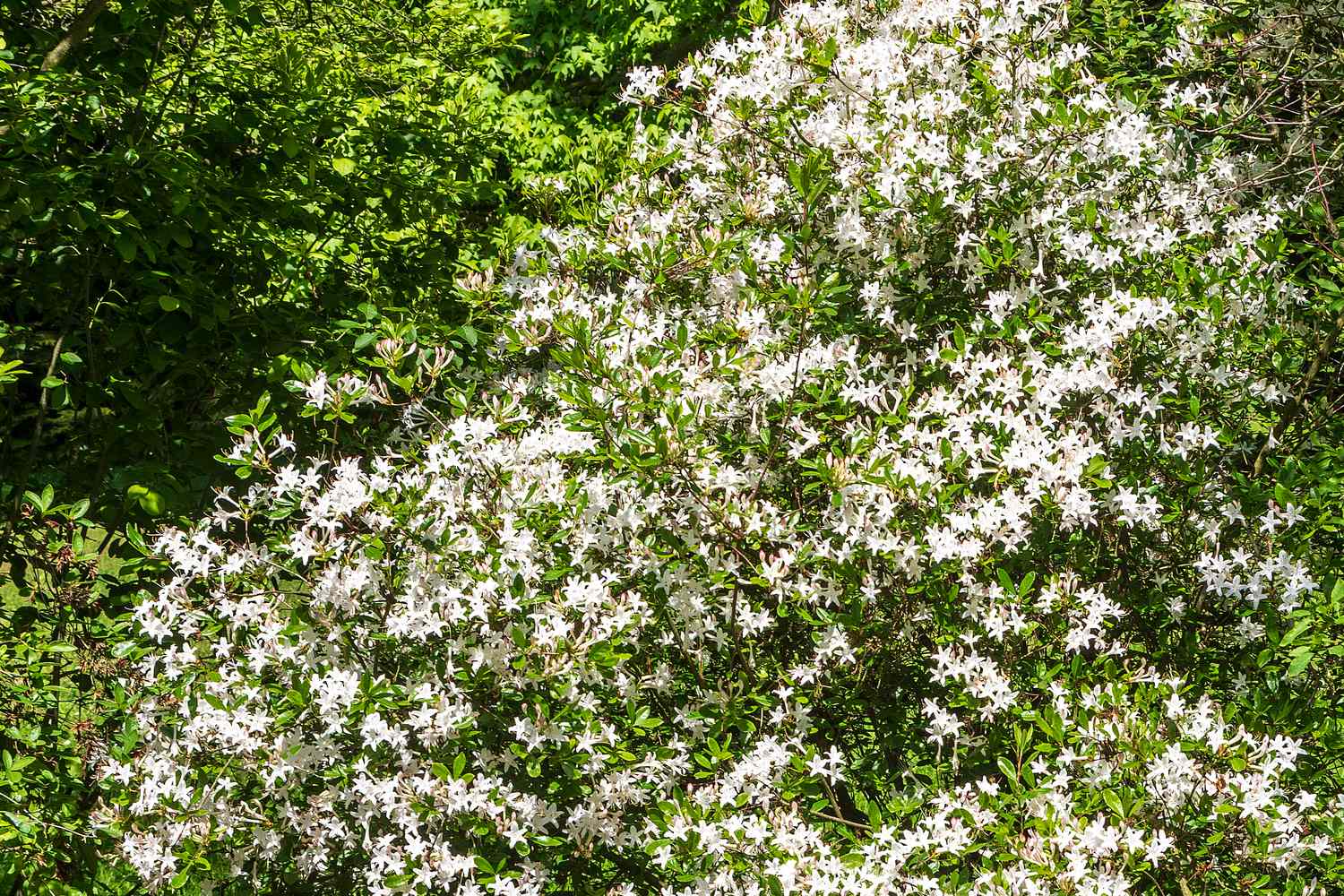 Dense shrub covered in small white flowers surrounded by green foliage