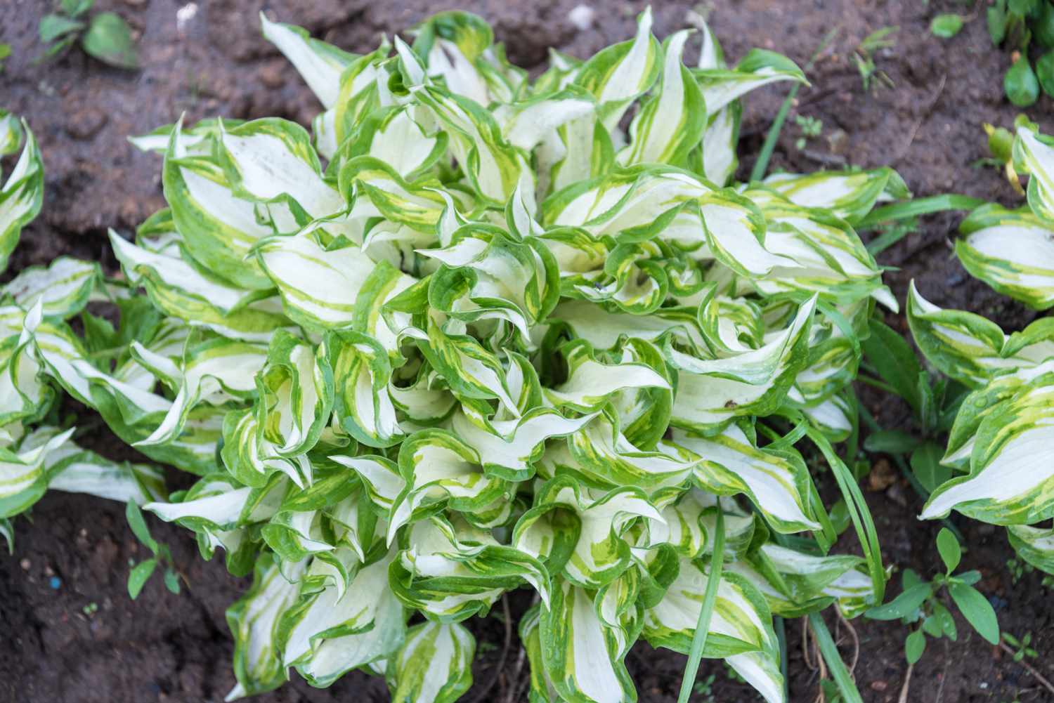 Kiwi Spearmint Hosta