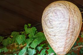 A paper wasp nest replica hanging near green ivy leaves