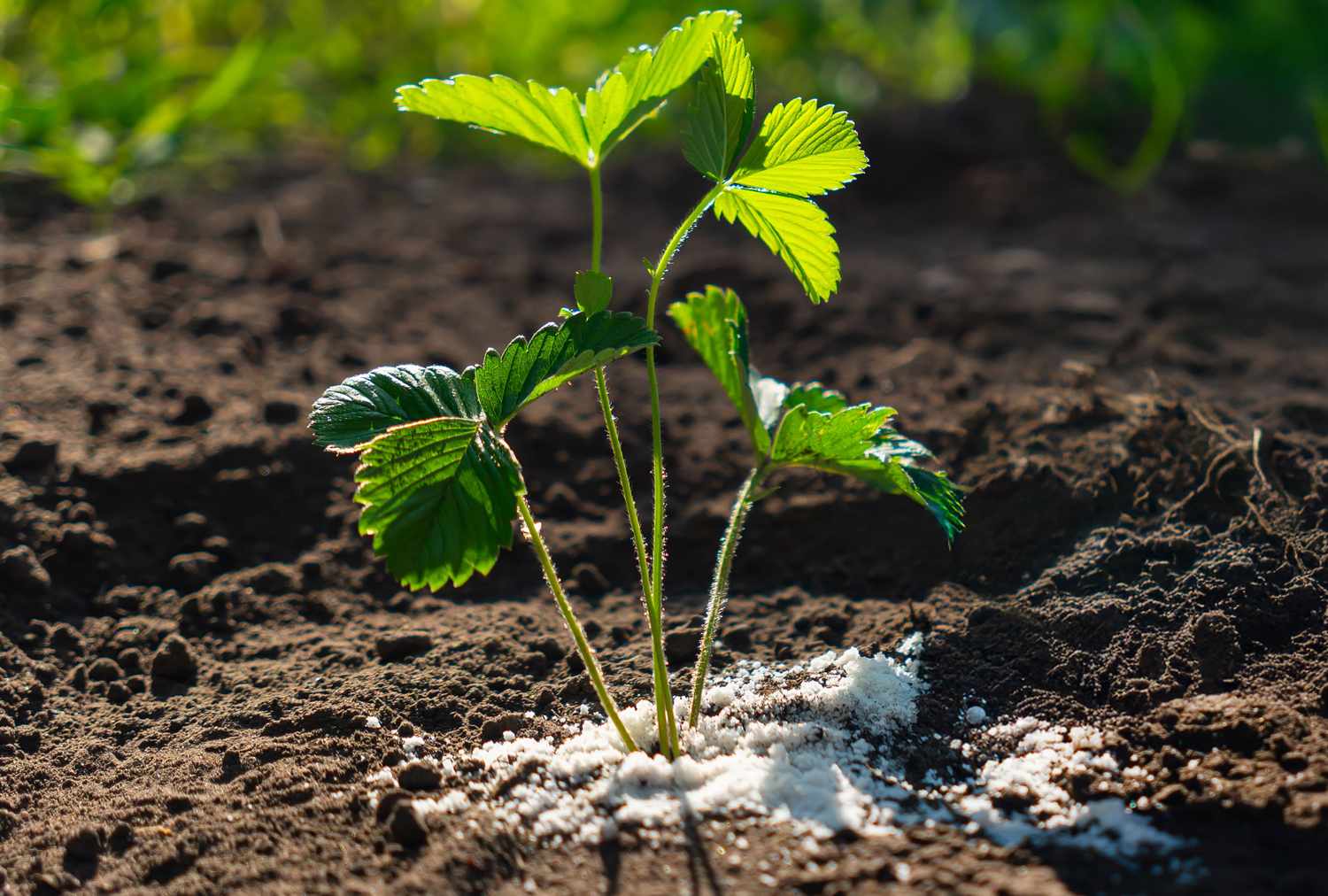 A small plant in soil with fertilizer visible around its base