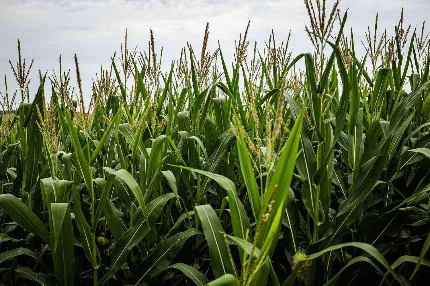 Corn in field with fresh tassels showing at the tops of the growing stalk.