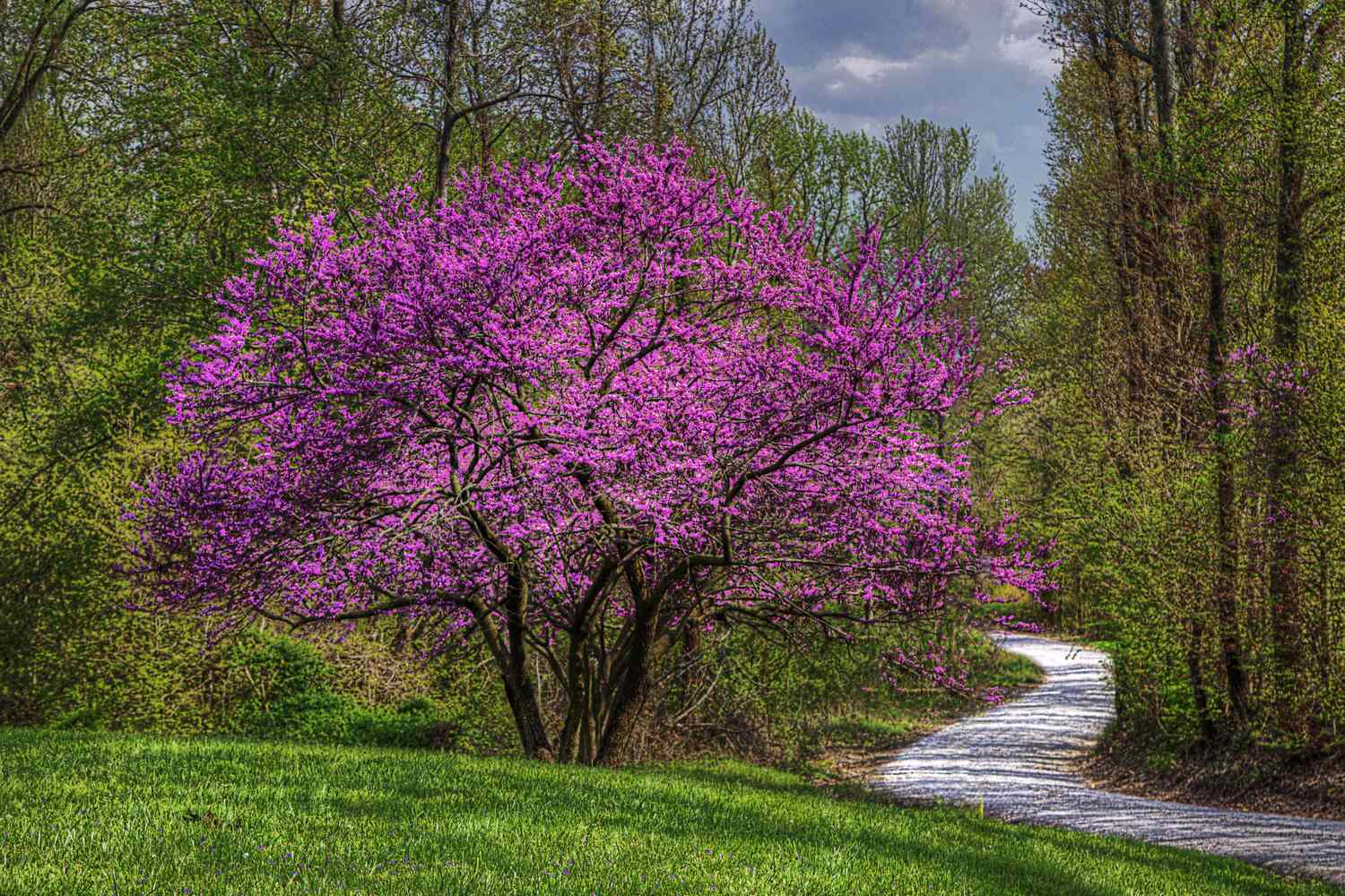 A tree with blooming flowers near a winding path surrounded by greenery