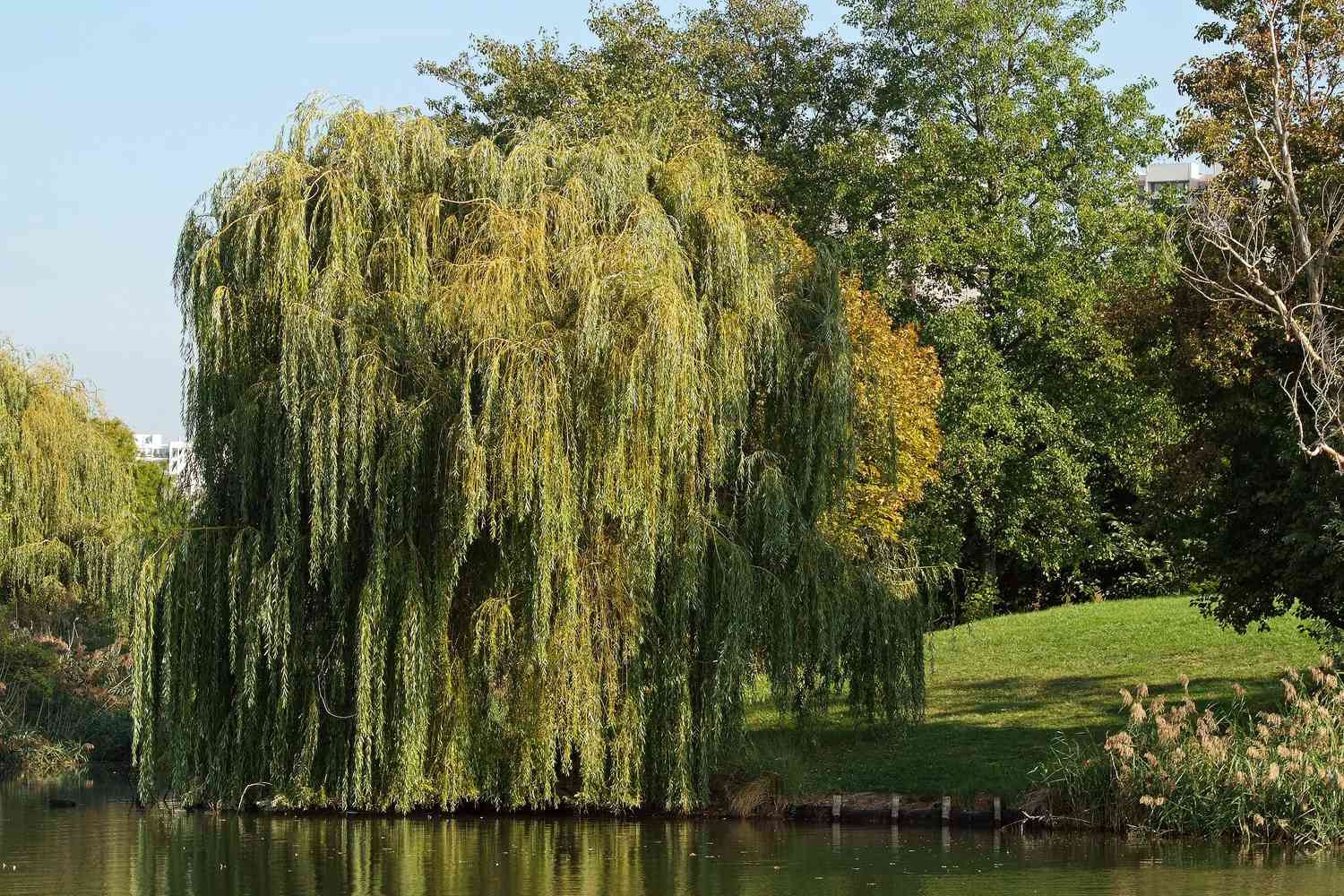 Weeping Willow
