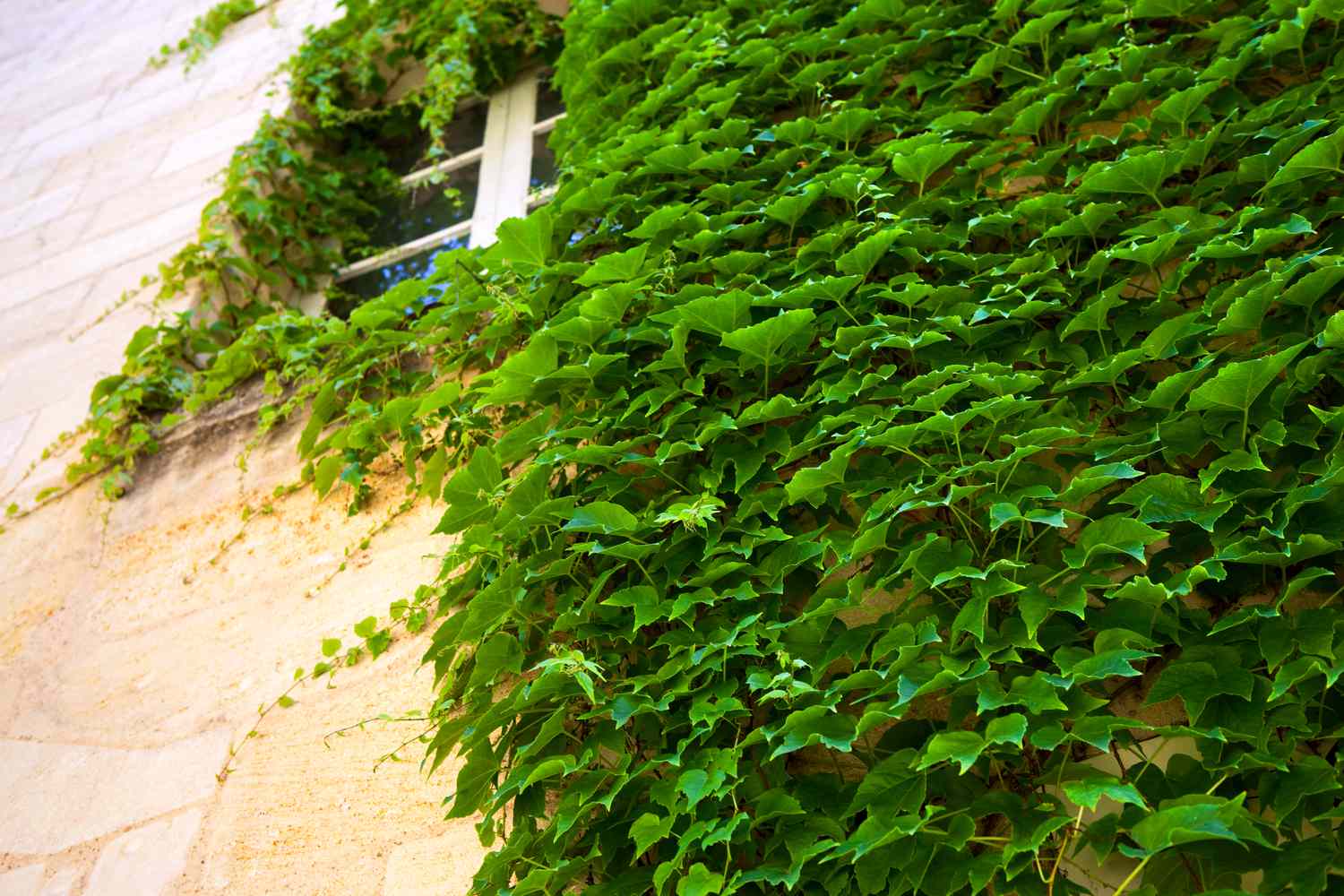 Virginia Creeper growing along wall