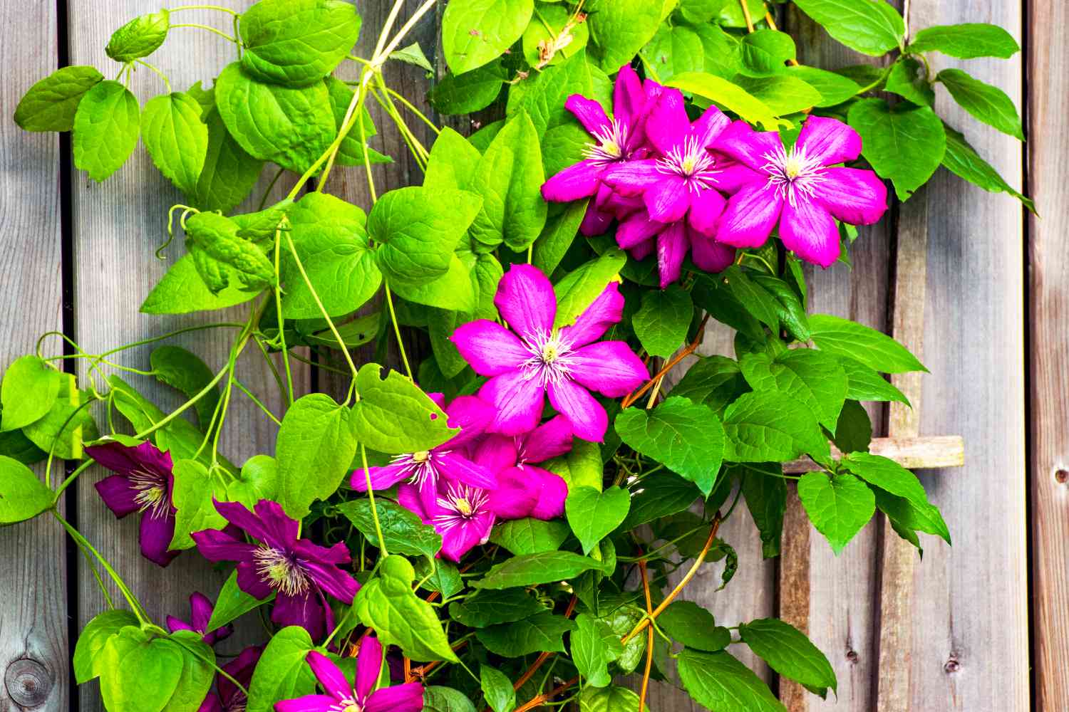 clematis