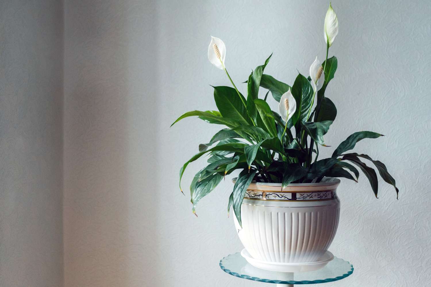 A white potted plant with broad green leaves and white blooms on a glasstopped stand indoors