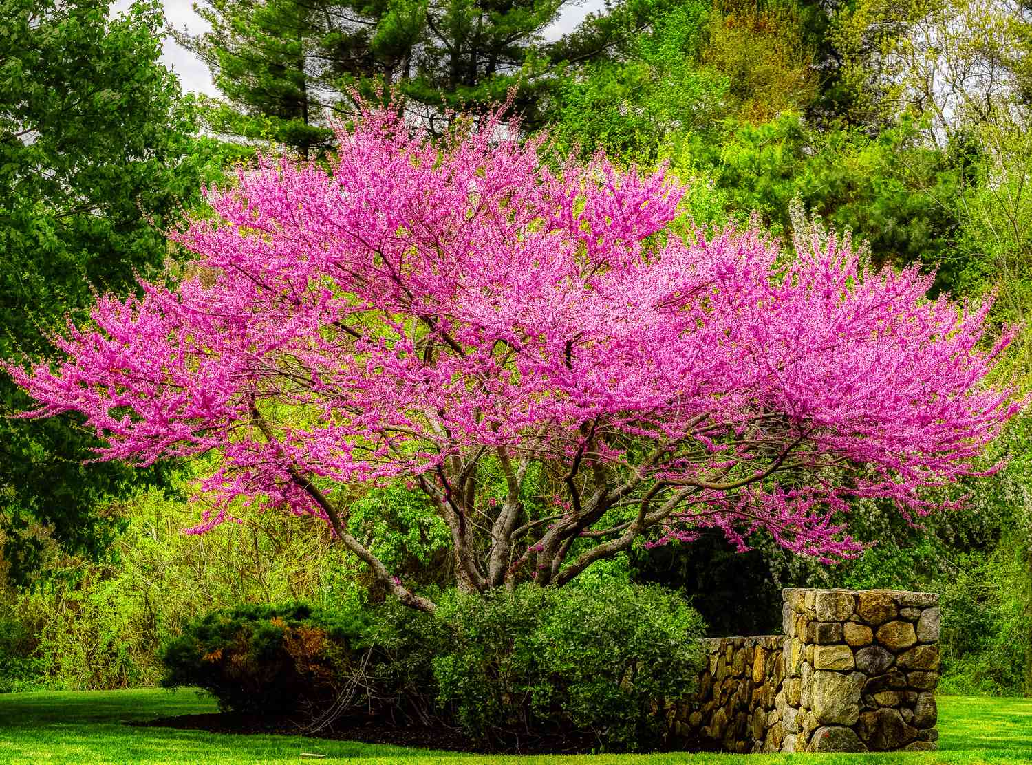 flowering japanese tree
