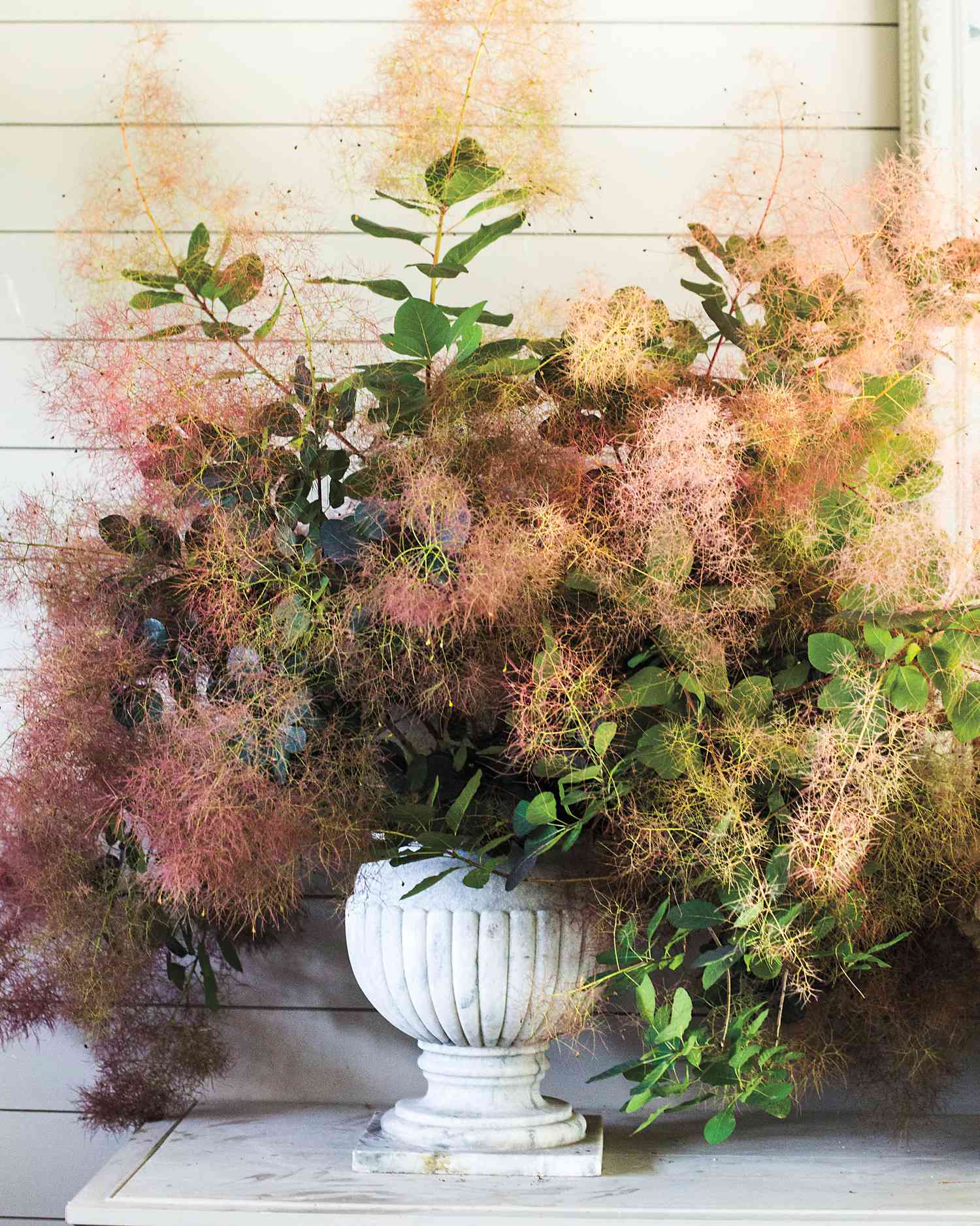 smokebush-arrangement-2014.33.5d.744-d111407.jpg