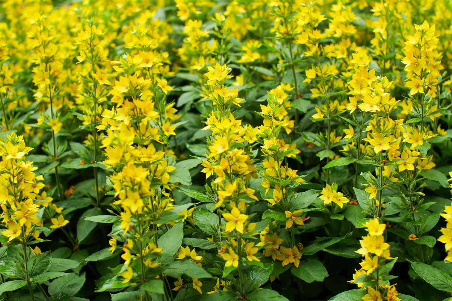 Zigzag Goldenrod