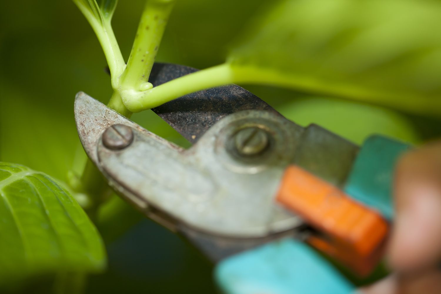Pruning a hydrangea branch
