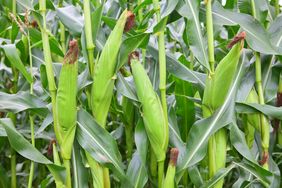 Corn plants with ears of corn growing in a field