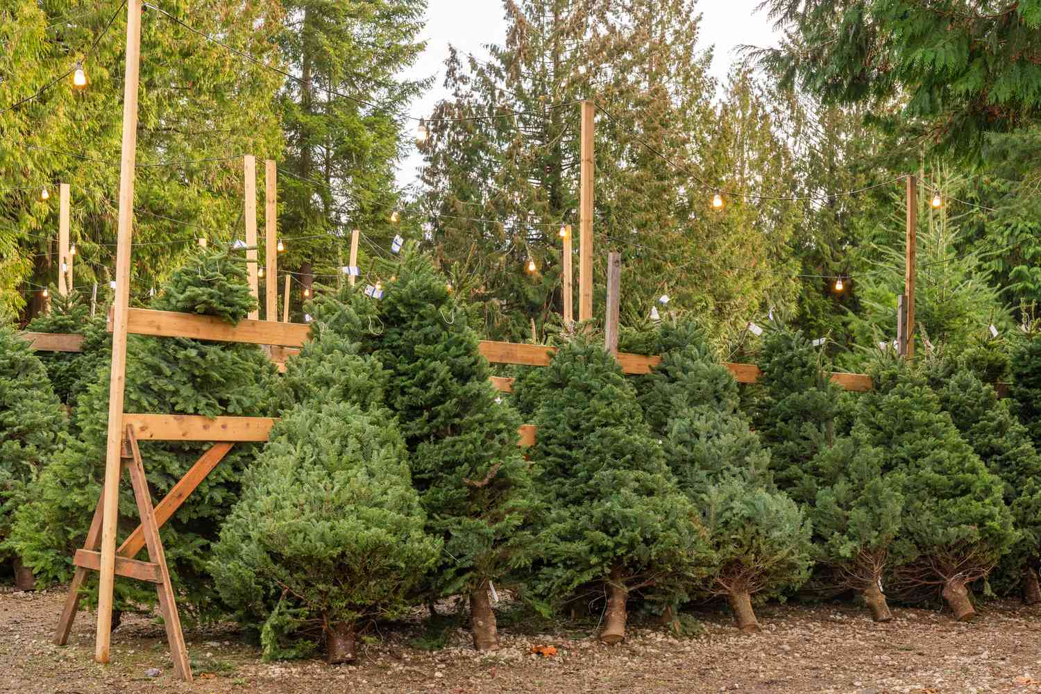 christmas tree farm
