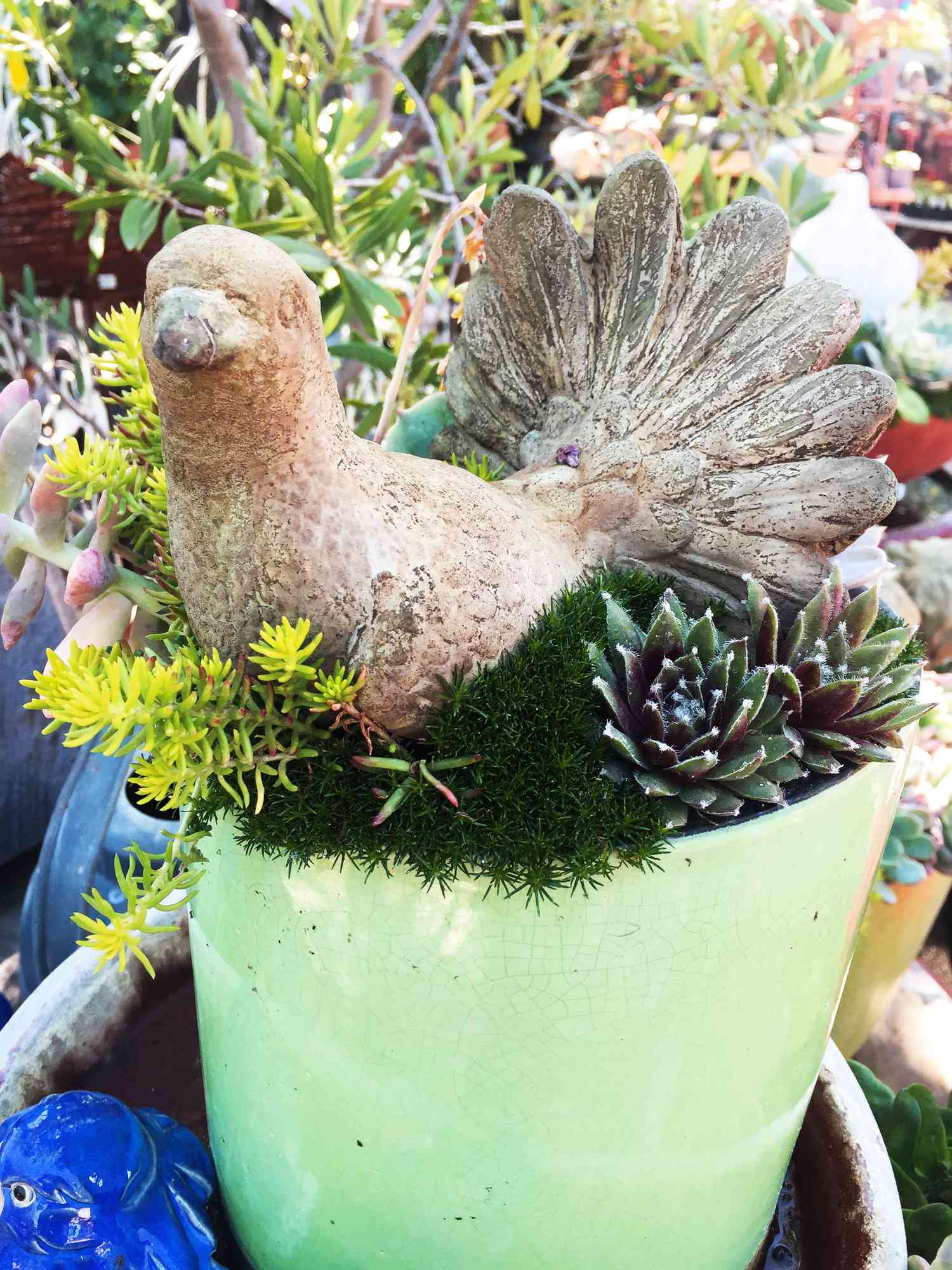 Succulents with pigeon figurine