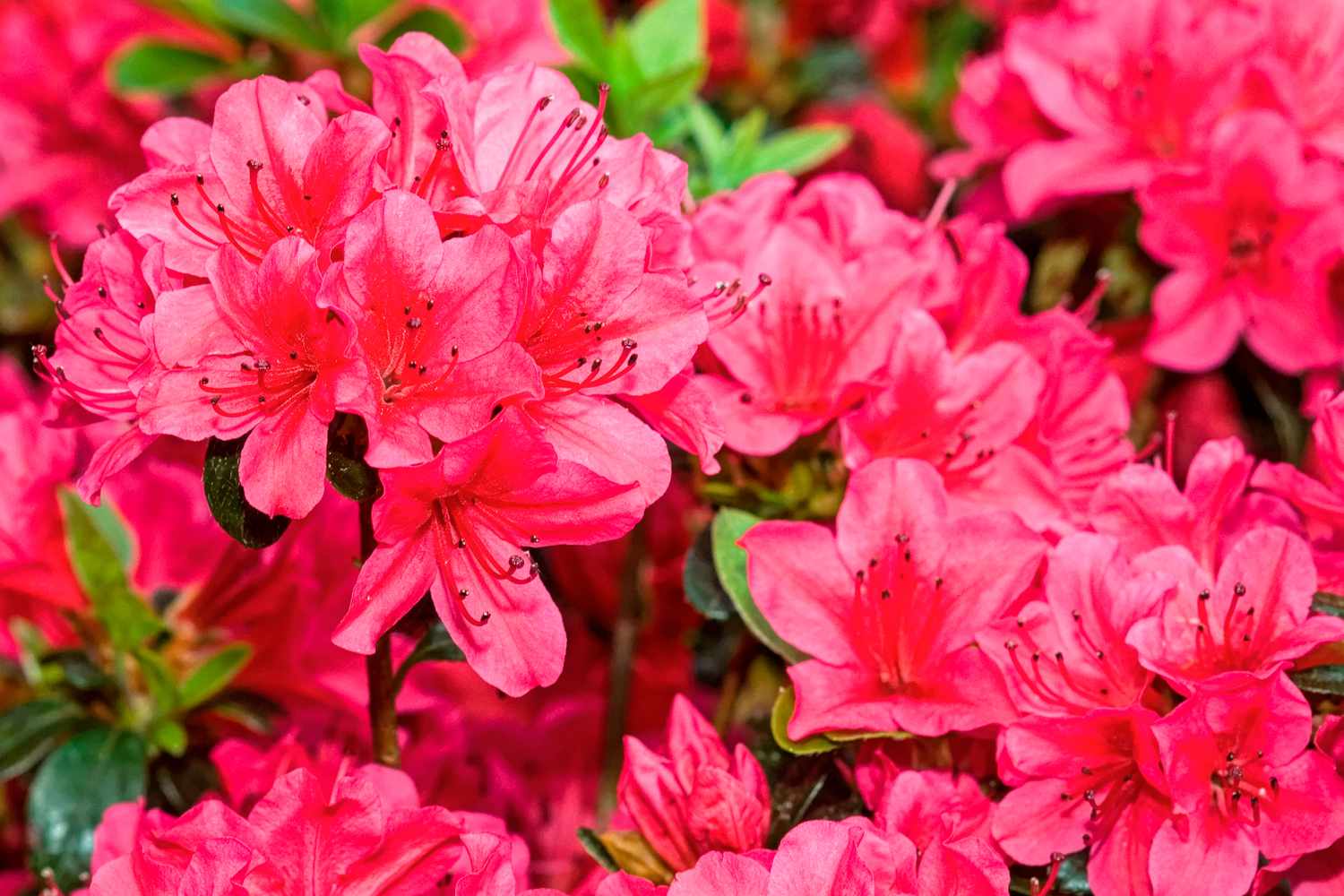 bright, red azalea