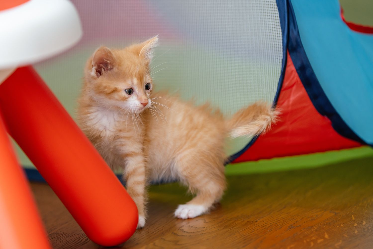 A small kitten standing near a colorful play tunnel