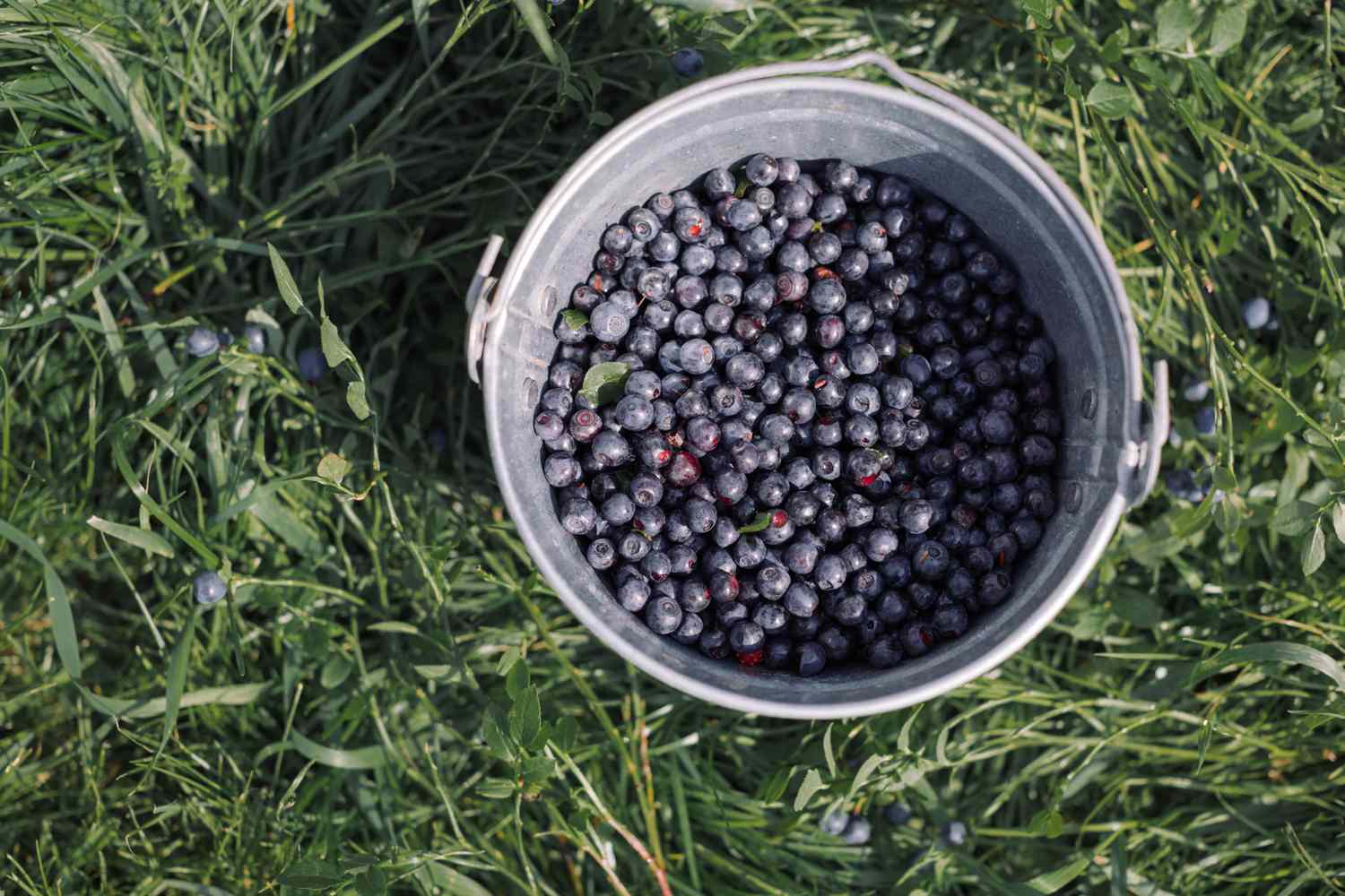 wild blueberries in bucket in grass