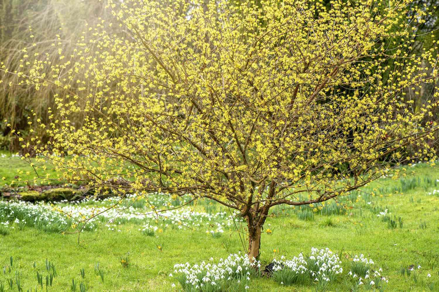 flowering hazel tree