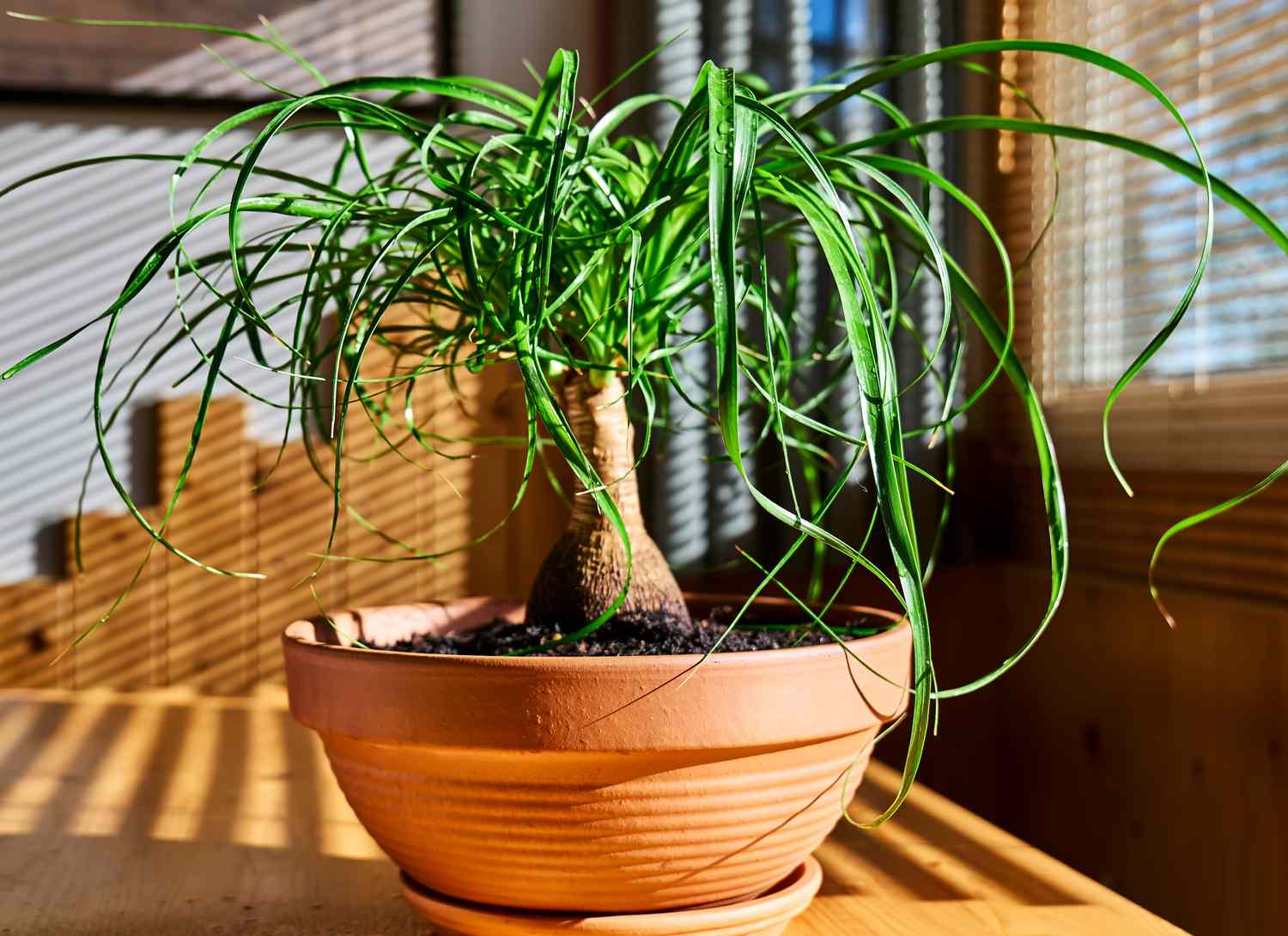 ponytail palm in a terracotta pot near a window