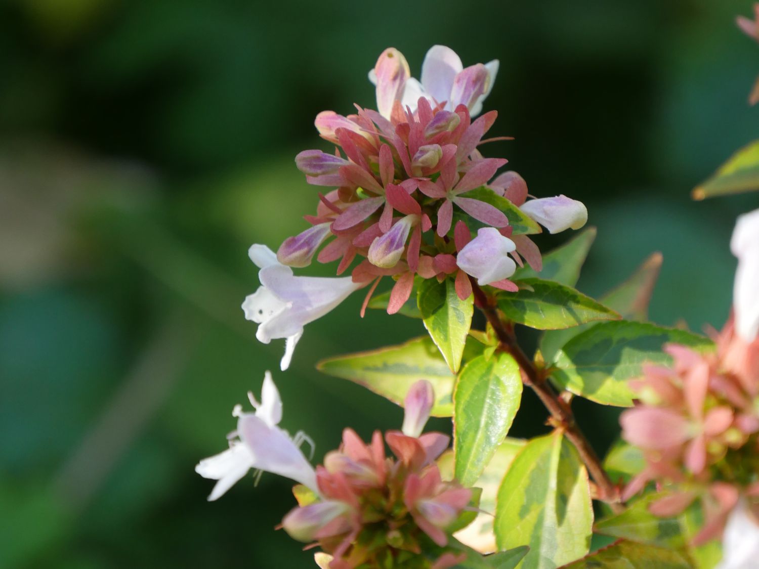 A cluster of small, delicate flowers on a plant, with green leaves in the background