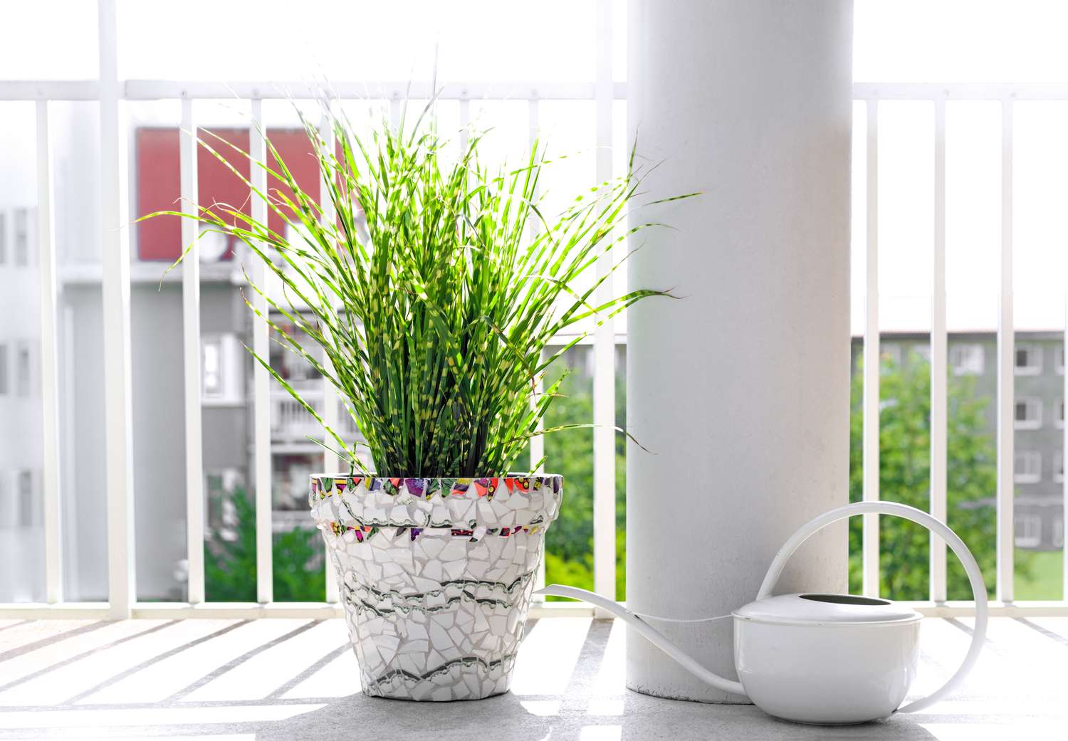 Potted plant with a watering can on a balcony