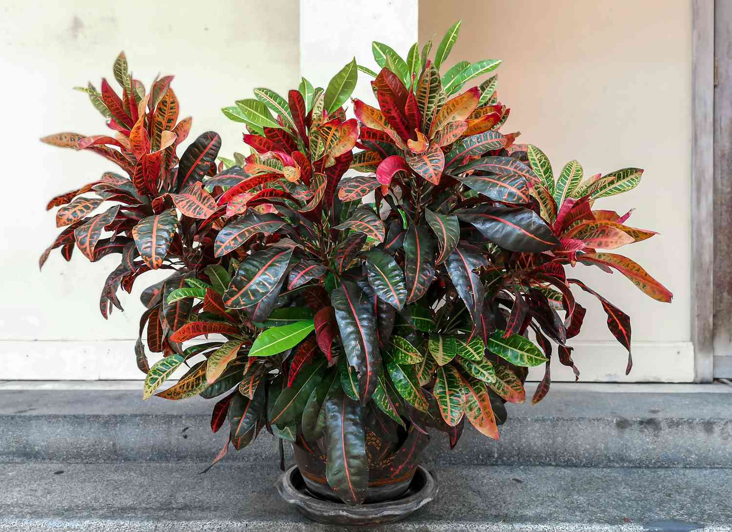 croton plant in a grey pot on cement surface