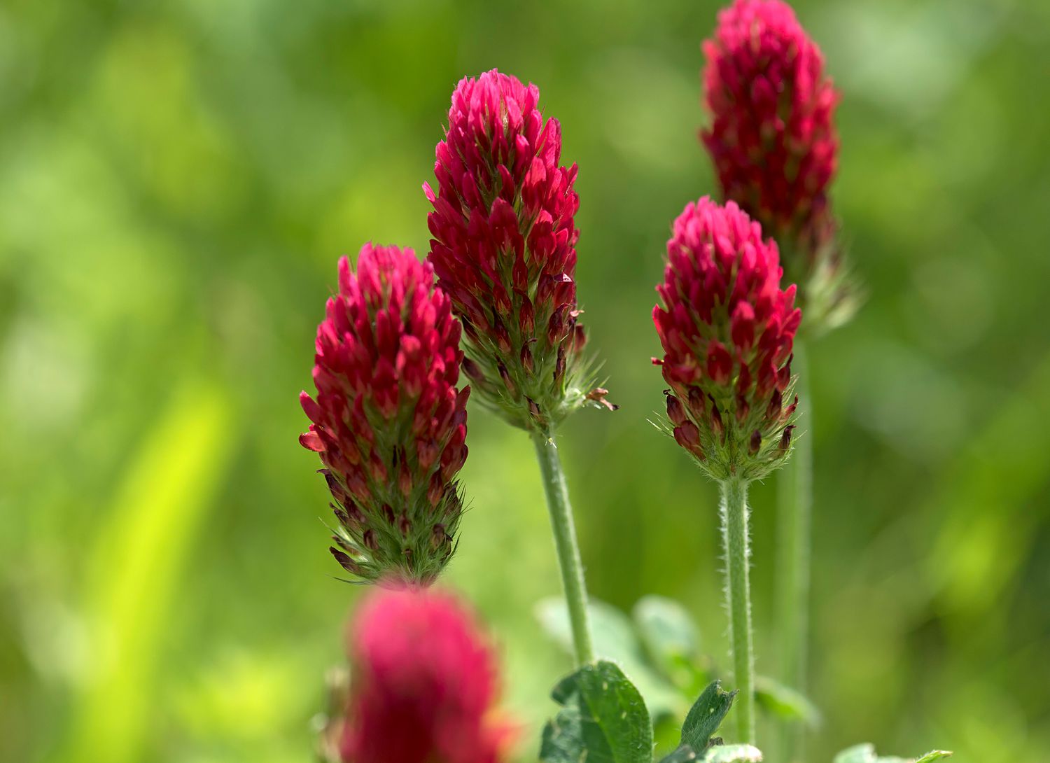 Crimson Clover close up of red blooms