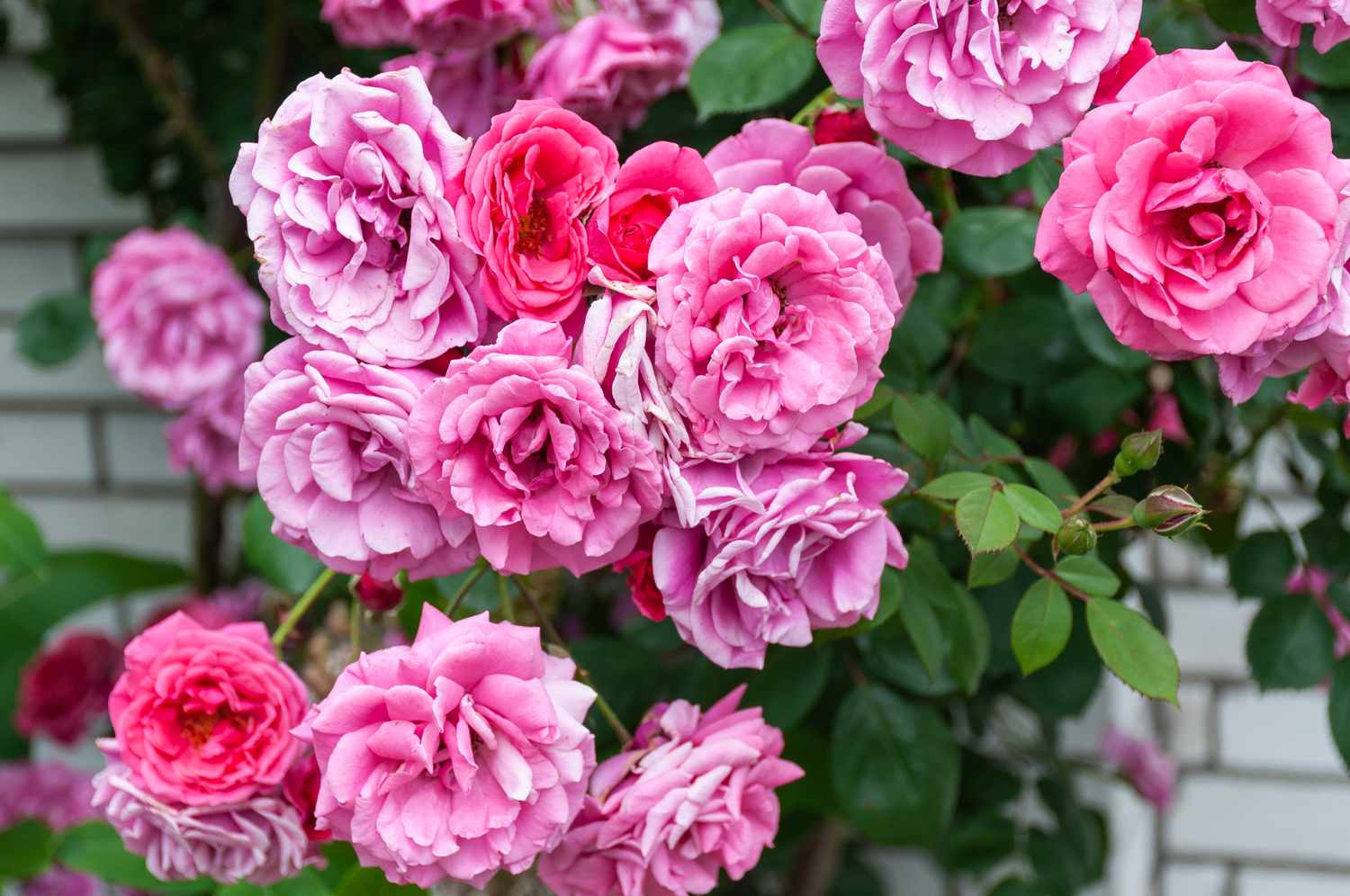 A cluster of blooming roses on a bush with green leaves