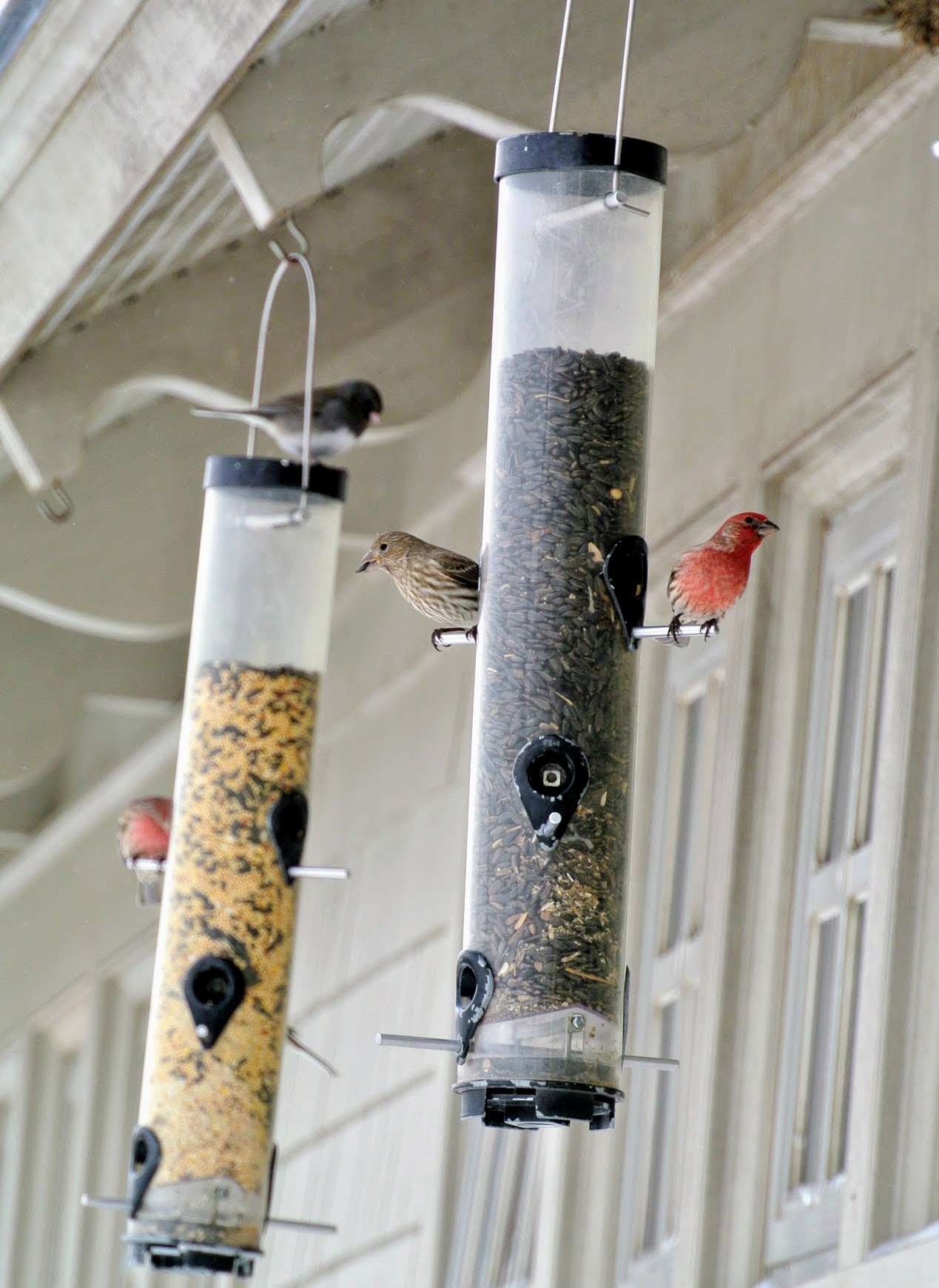 birds on bird feeder