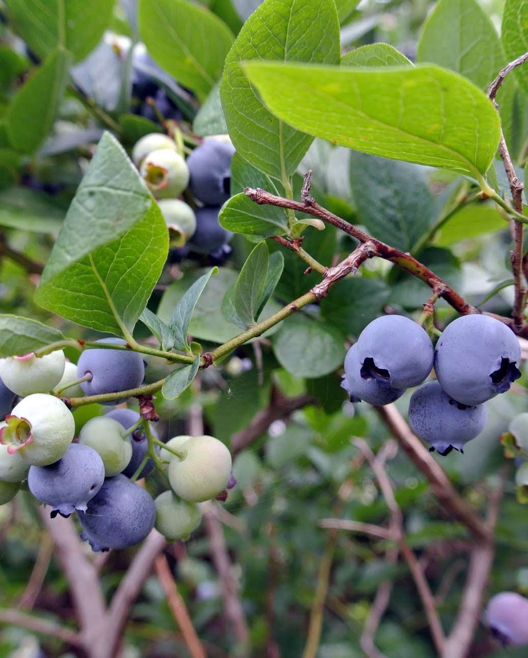 blueberries on a brach