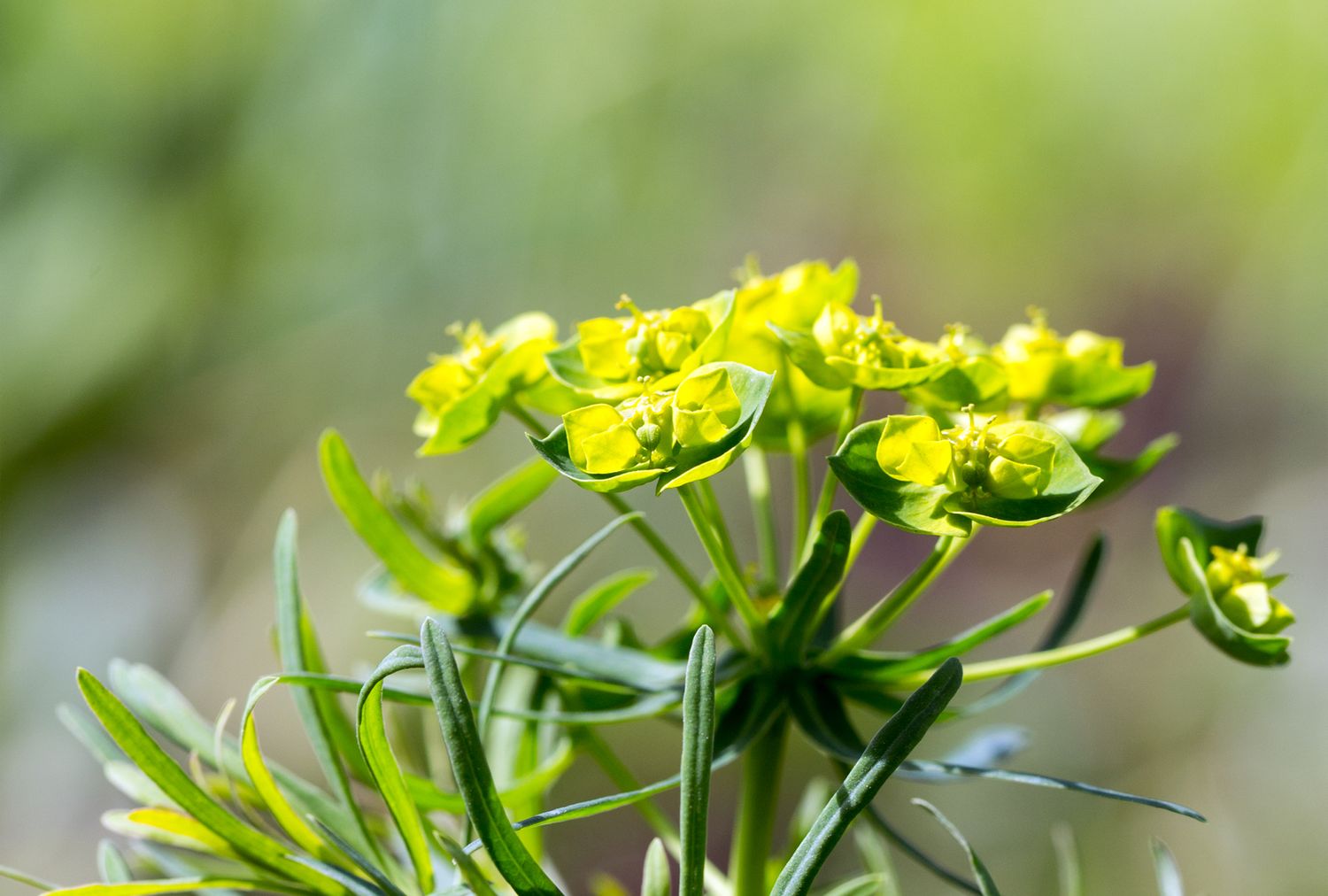 Closeup of a flowering plant with small clustered flowers and narrow leaves
